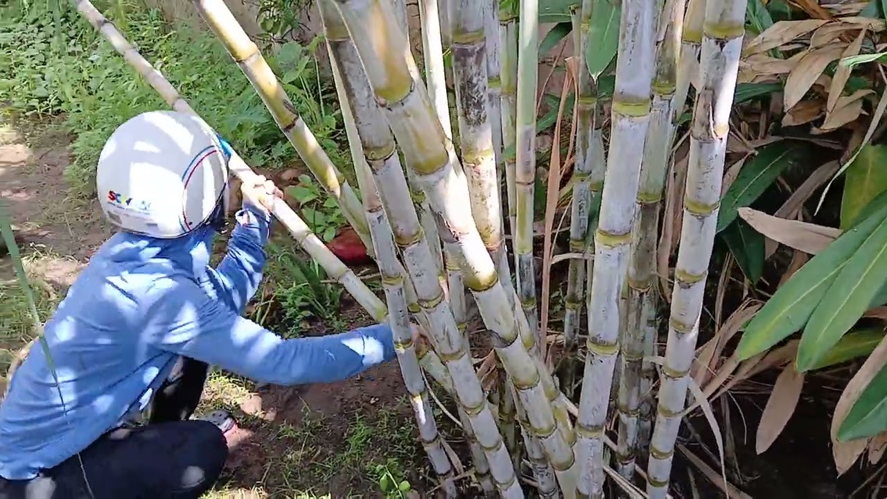 Sugarcane Harvesting 4.Aug.2024