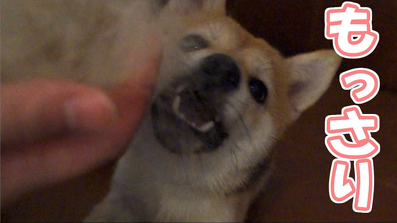 換毛期の柴犬の抜け毛の凄まじさ、お見せします。