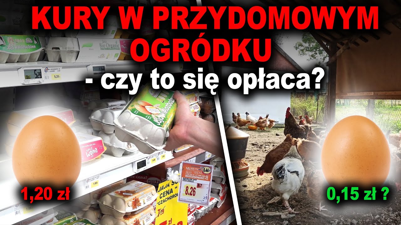 PRZY TYCH CENACH JAJEK WARTO MIEĆ KURY W OGRÓDKU? - ile zaoszczędzimy na jajkach z własnego kurnika
