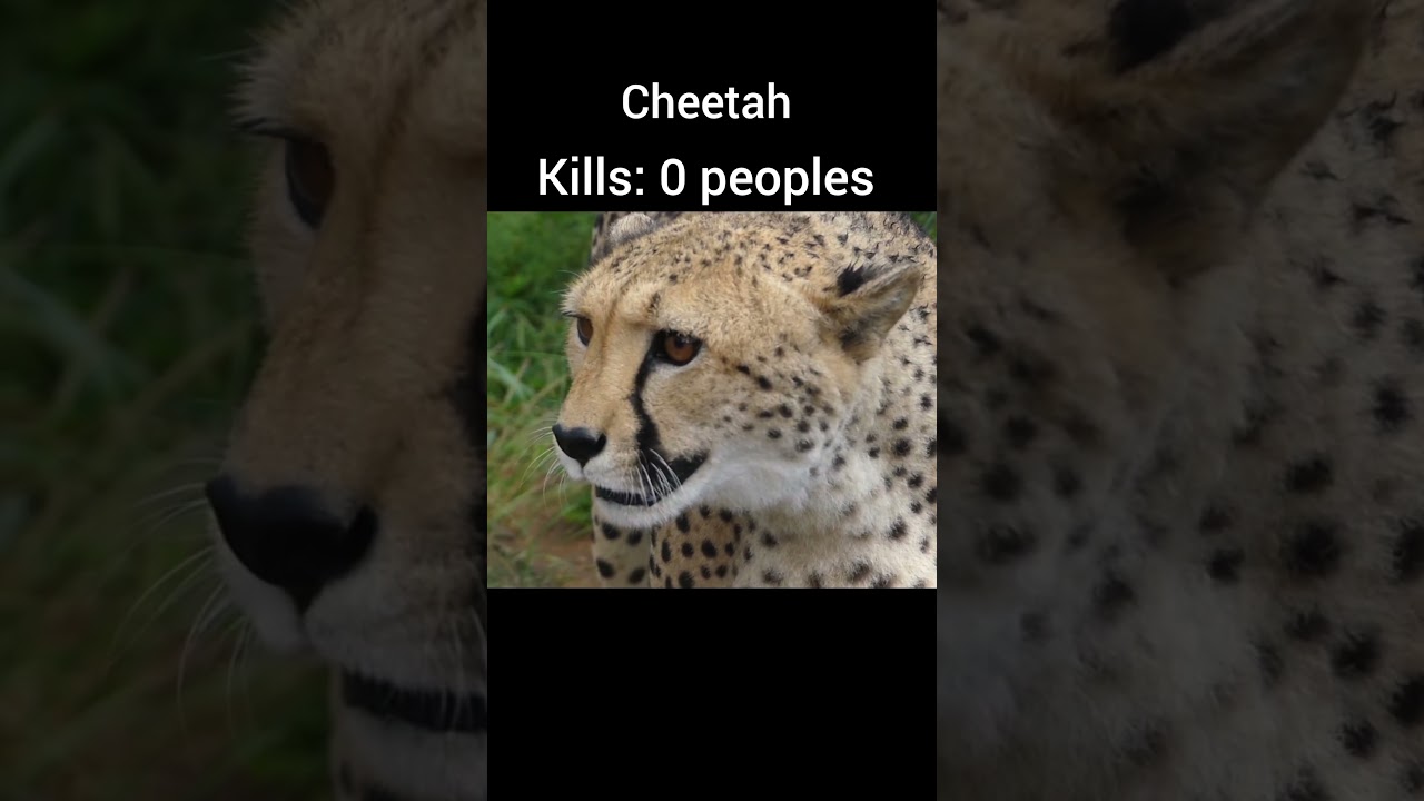 Big cat Kills #viralvideo #youtubeshorts