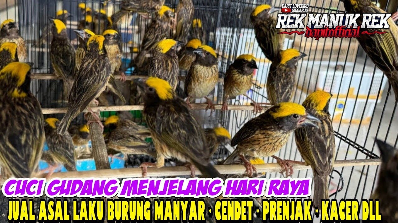 CUCI GUDANG MENJELANG HARI RAYA - JUAL ASAL LAKU BURUNG MANYAR - CENDET - PRENJAK - KACER DLL