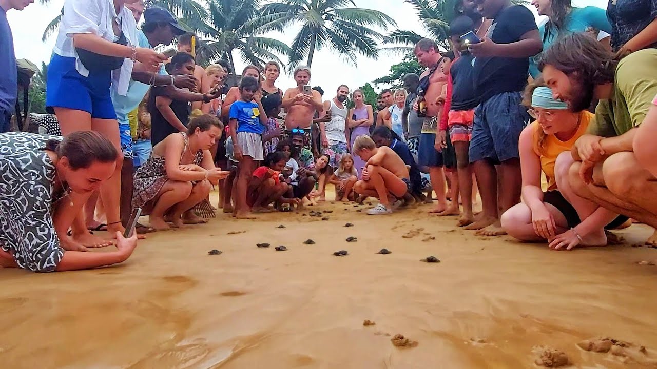 Watch Baby Sea Turtles 🐢 Take Their First Steps to the Hikkaduwa Ocean