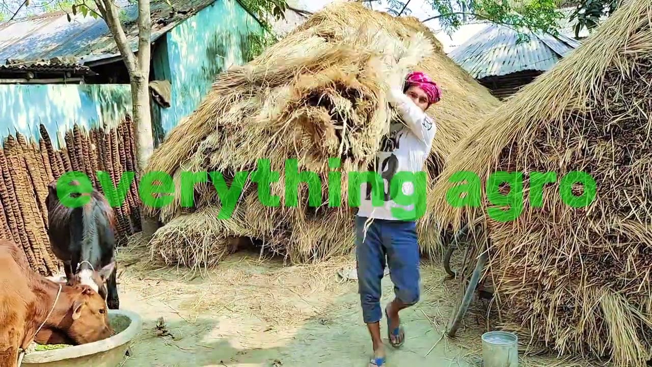 everything agro আলহামদুলিল্লাহ আপনাদের দোয়ায় ছোট্ট পরিসরে ফার্মিং কার্যক্রম শুরু করলাম