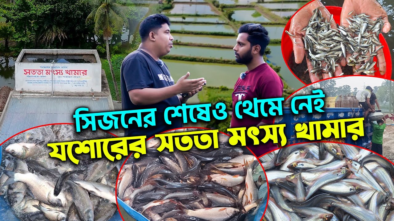 সিজনের শেষেও থেমে নেই যশোরের সততা মৎস্য খামার || মাছের পোনার দাম || মাছের পোনা বিক্রয় কেন্দ্র যশোর