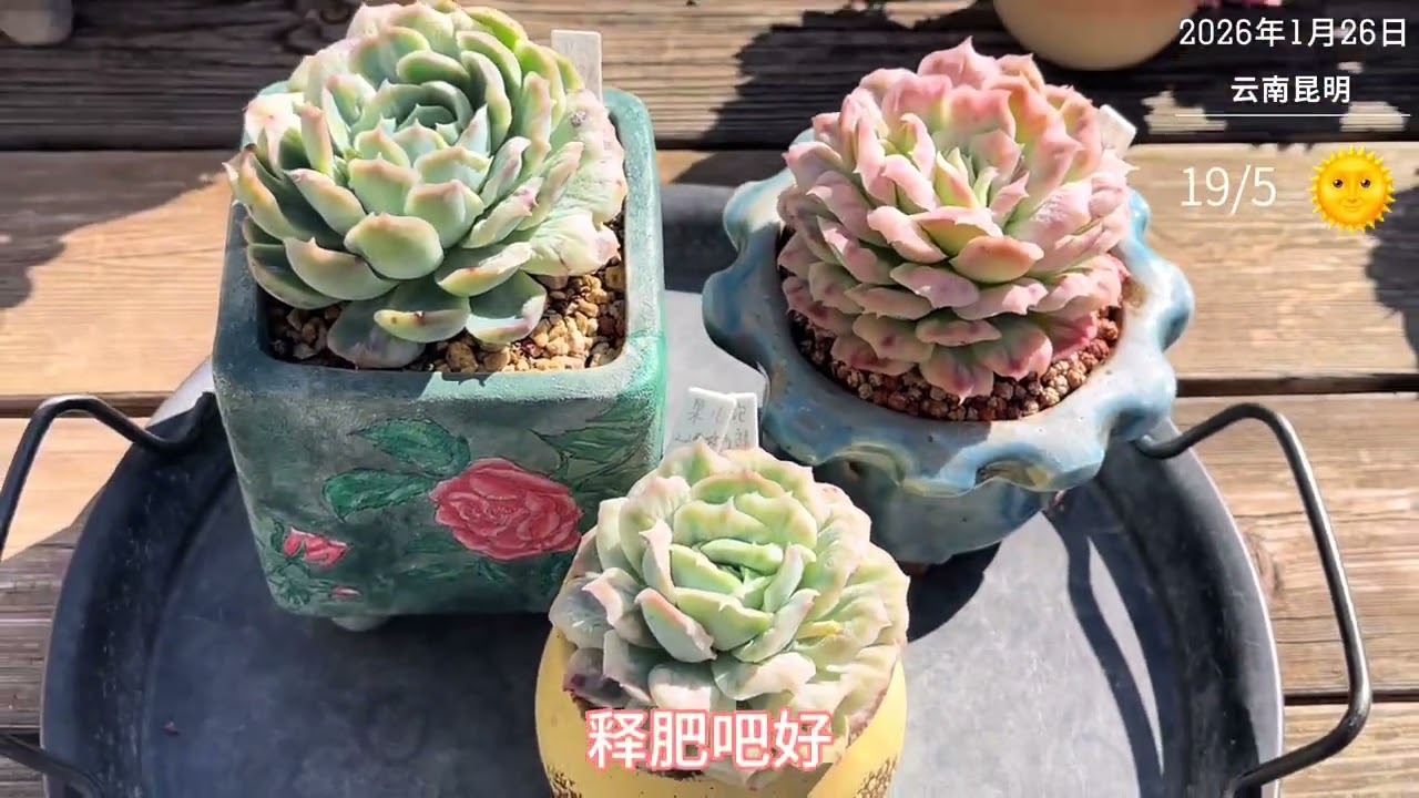 最近天气太好啦，多肉开始生娃了，这么漂亮的大单头也在蠢蠢欲动#多肉养护
