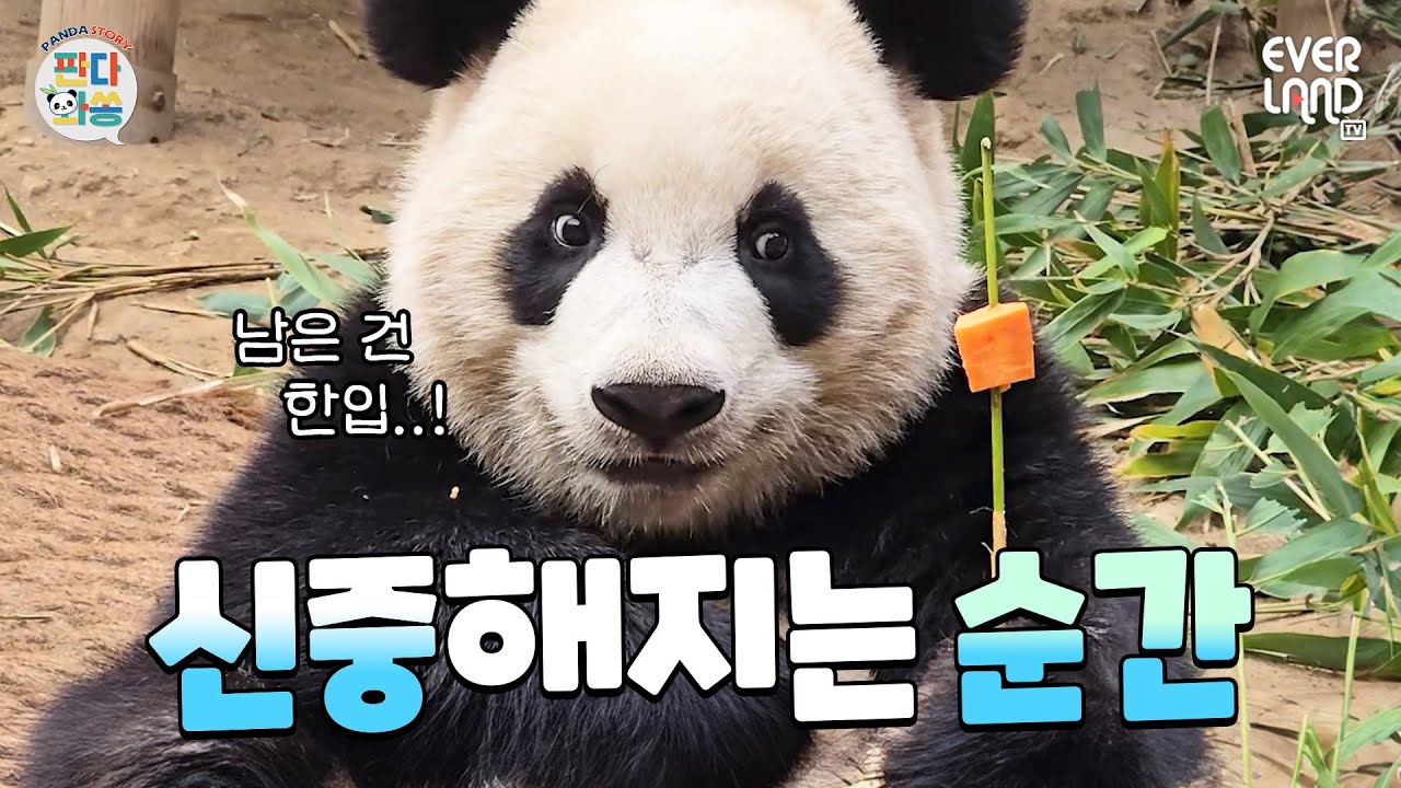 [ENG] 루발장 VS 후밤코 사과전쟁🍎｜#판다와쏭 #198