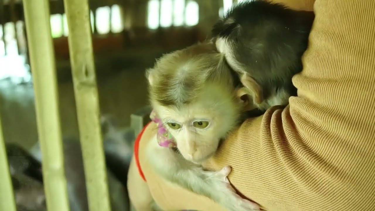 Leo and Loe monkey visit and feed the pigs
