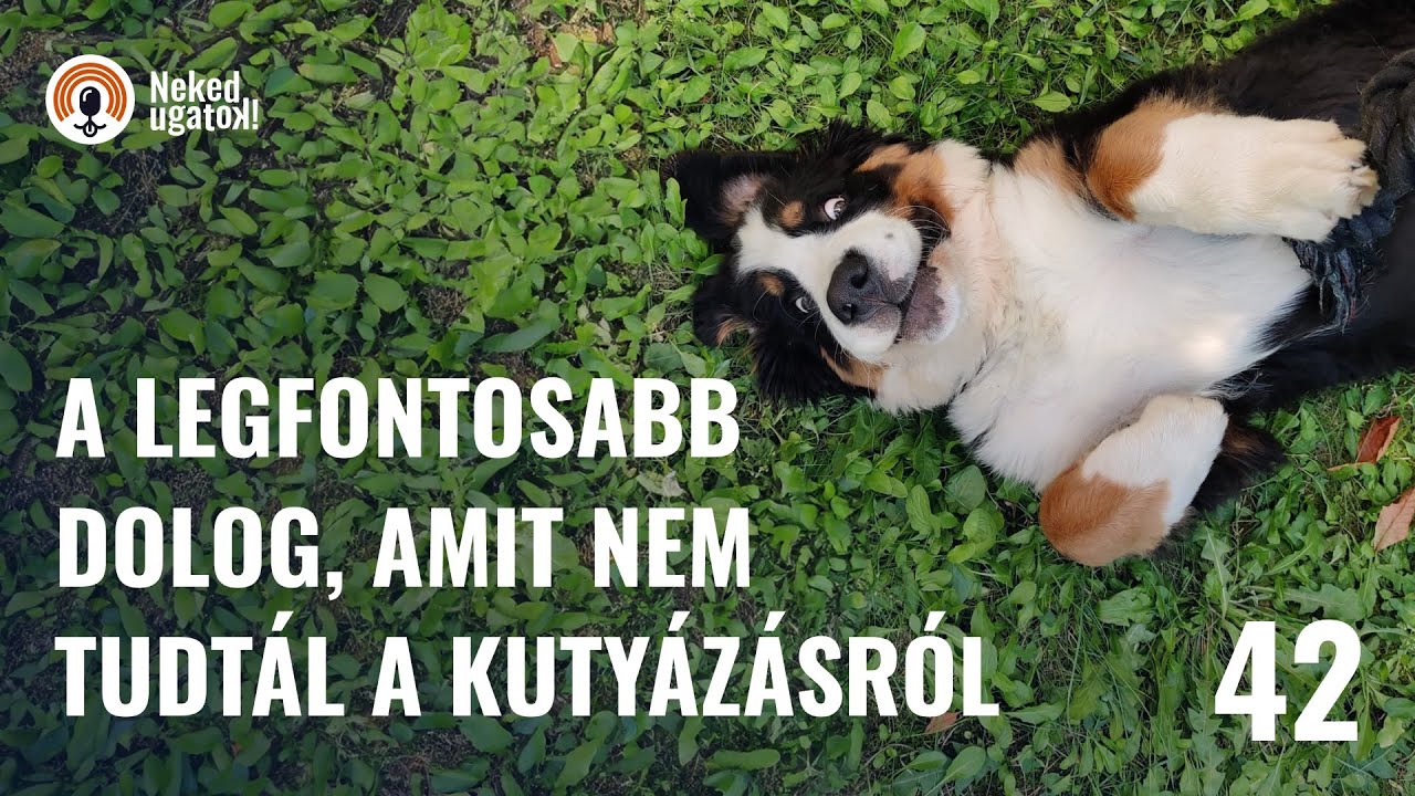 Így lesz egészséges a kutyád(élet a kutyaiskolán túl) | #42