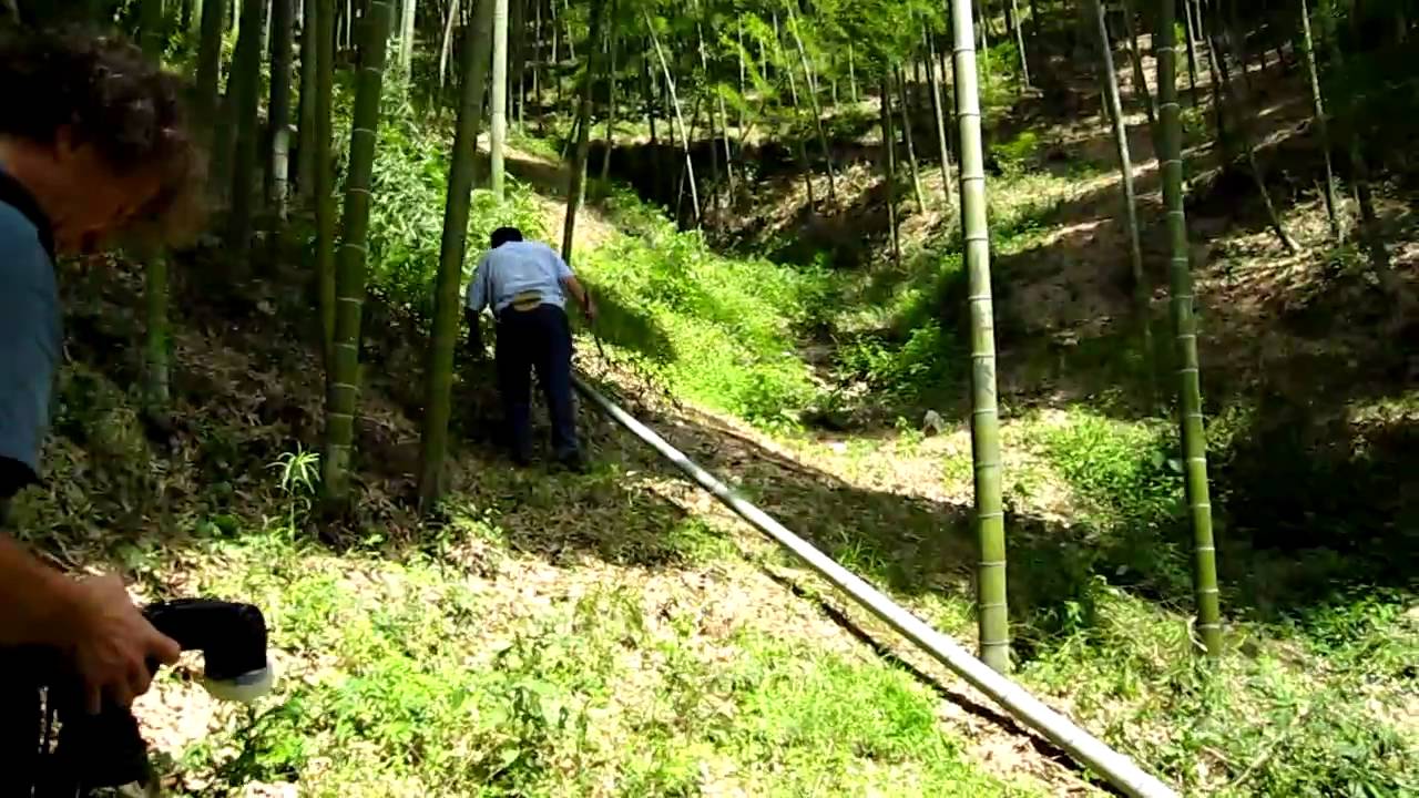 Harvesting a Bamboo Culm