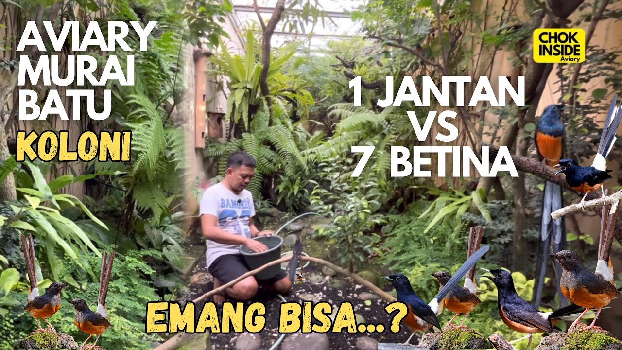 AVIARY MURAI BATU KOLONI | 1 JANTAN VS 7 BETINA | Episode 73