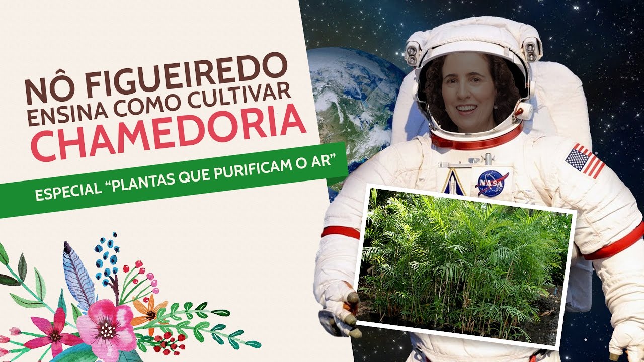 Nô Figueiredo Ensina Como Cultivar Chamedória