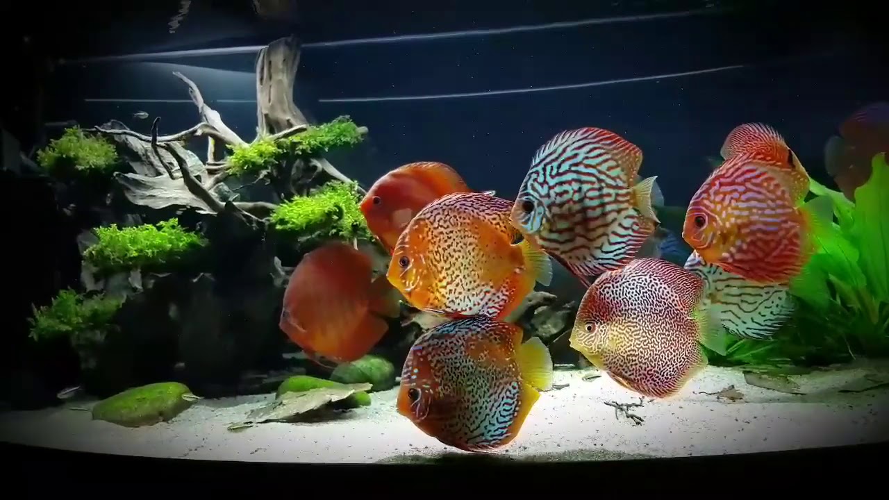 Stendker Discus Tank. New stunning Video by Reg Wilson