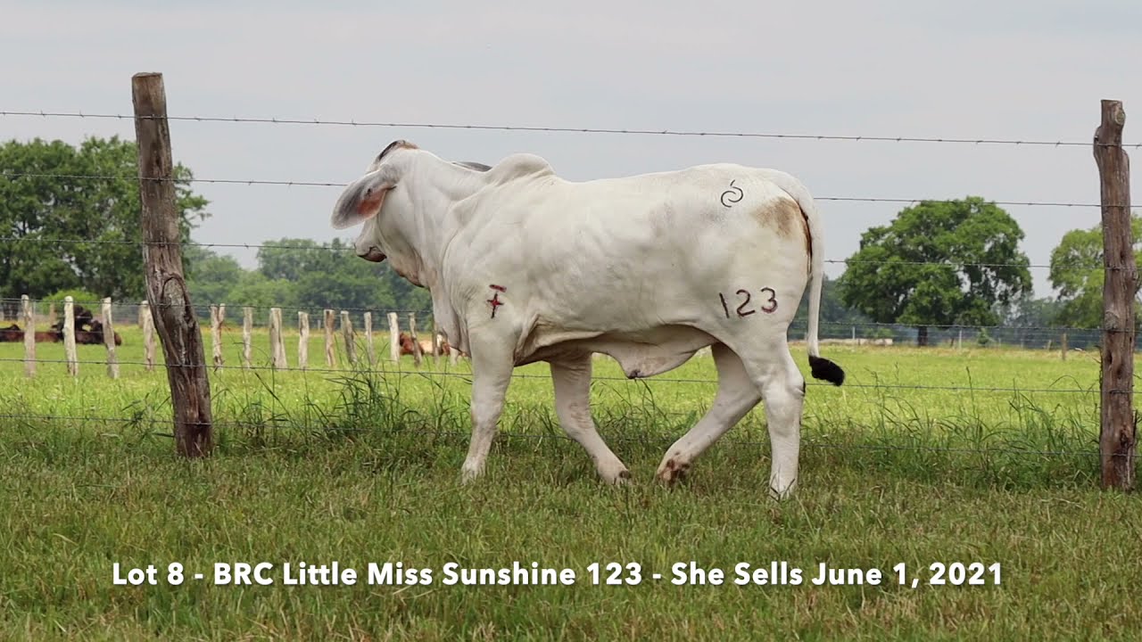 Lot 8 BRC Sunshine 123 - Selling June 1, 2021