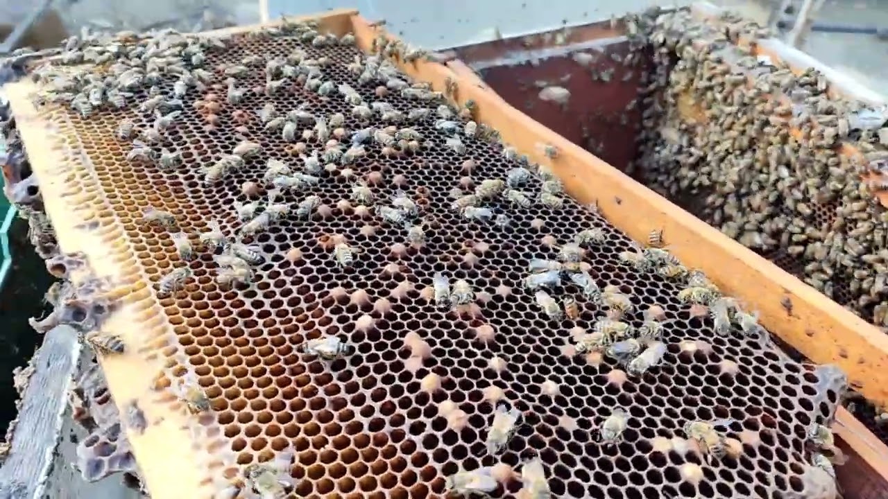 مشكلة كيف نعرف ونميز بين الفتحات السداسية حضنة الذكور وحضنة الإناث 2023م