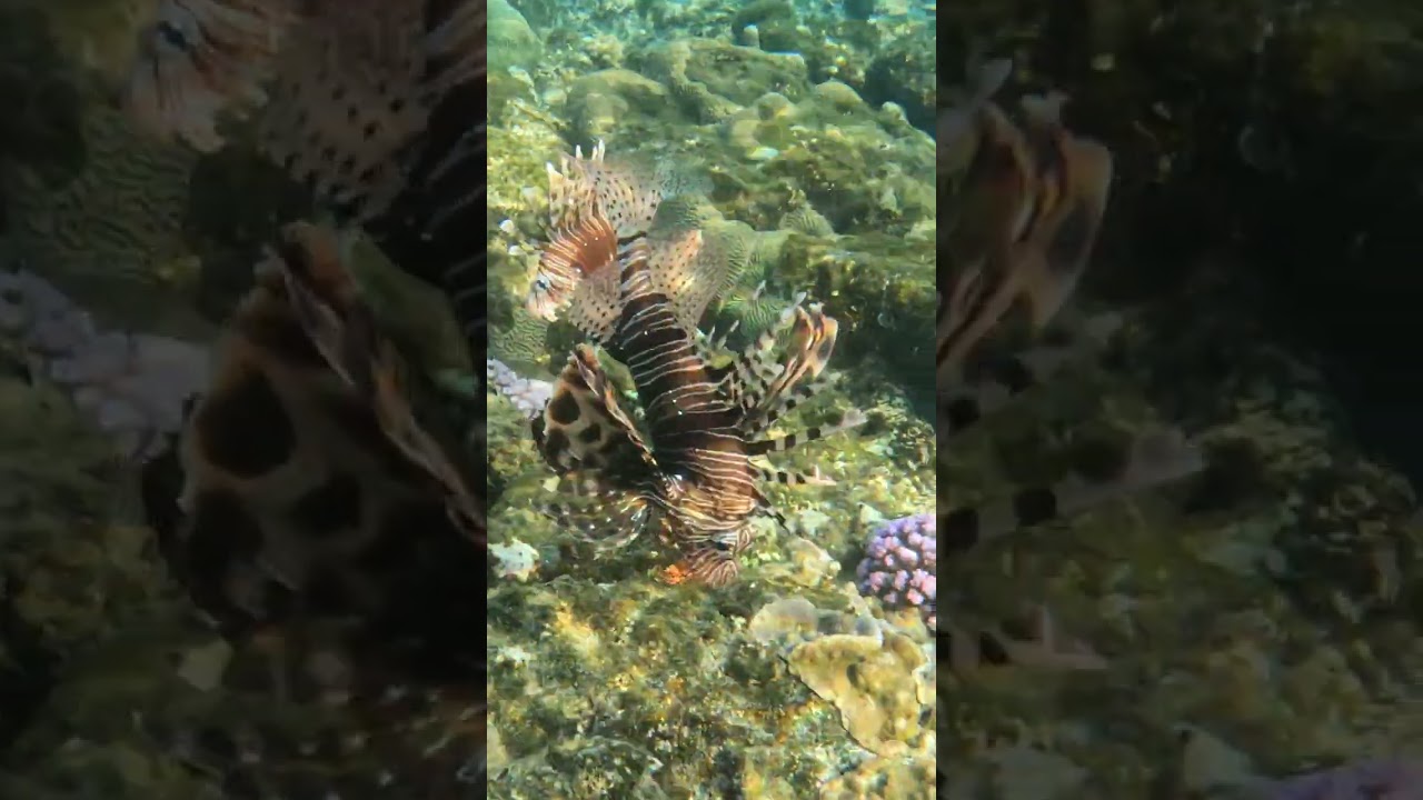 Twin Predators 🌊🐚⚡ Lionfish Patrol the Reef Top