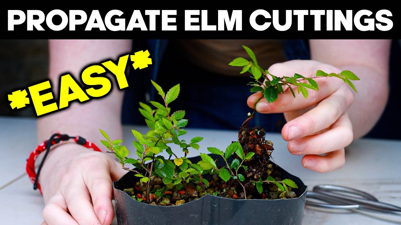 Размножаем китайский вяз черенками для создания бонсай 🌱*ЛЕГКО*