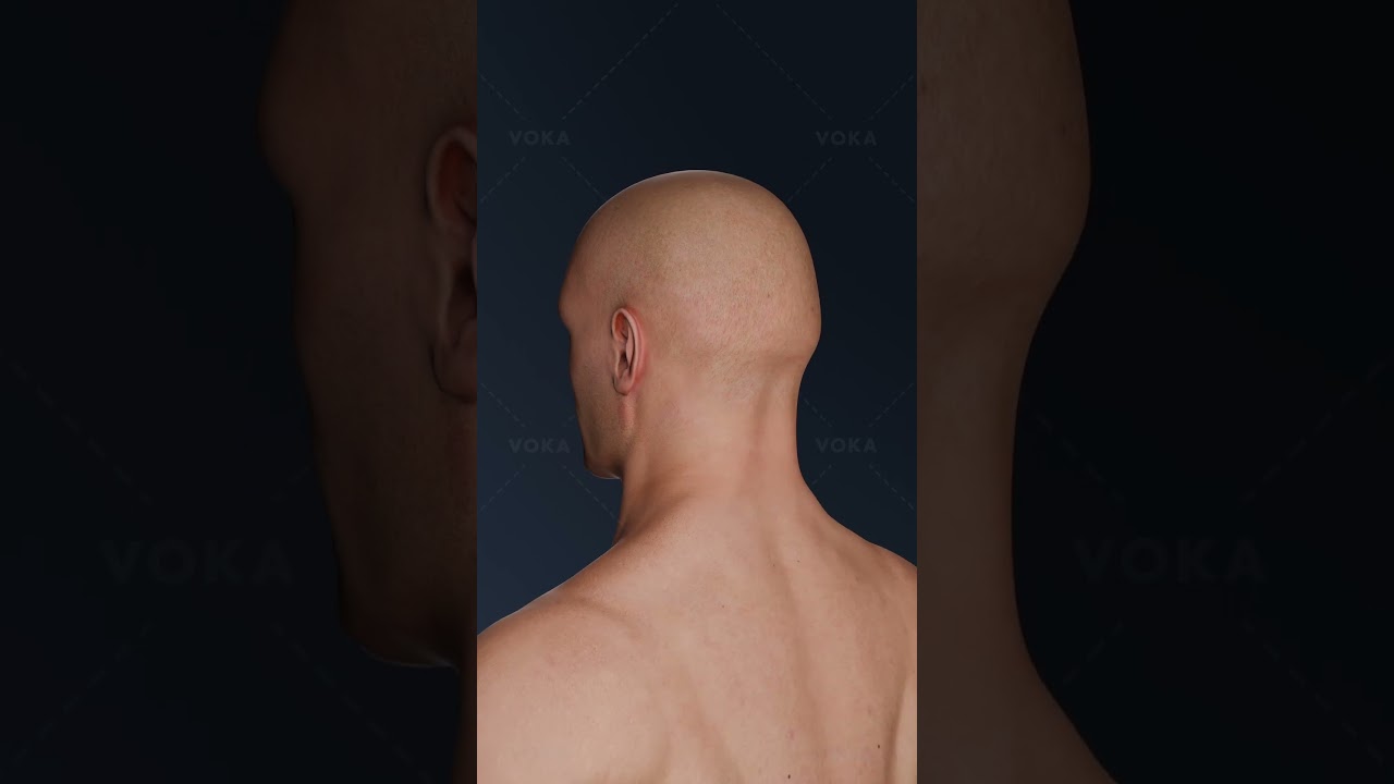 O que é a Macrotia? Animação 3D