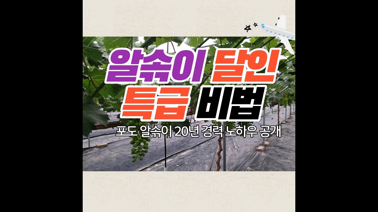포도 알솎이 20년 경력 특급 노하우 샤인머스켓 초보자도 가능