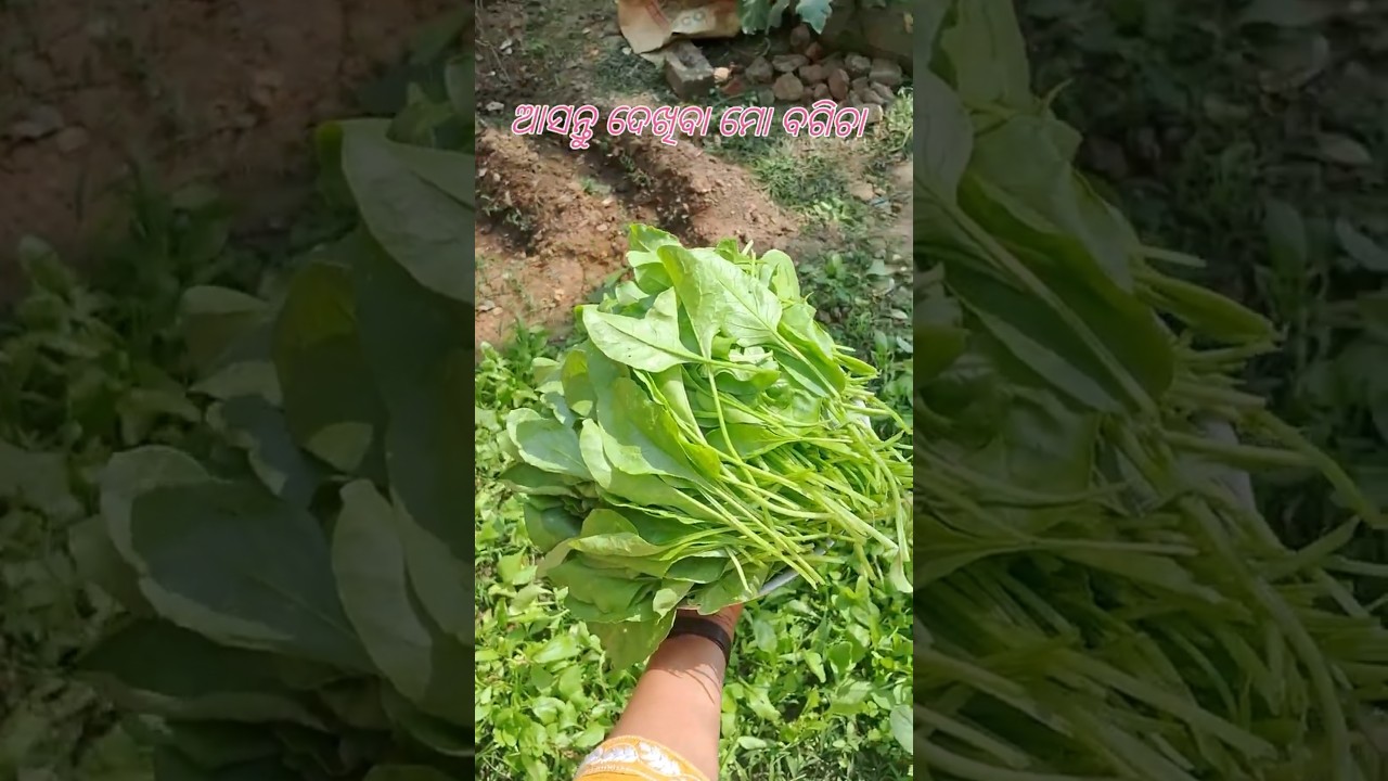 Winter vegetables Garden 