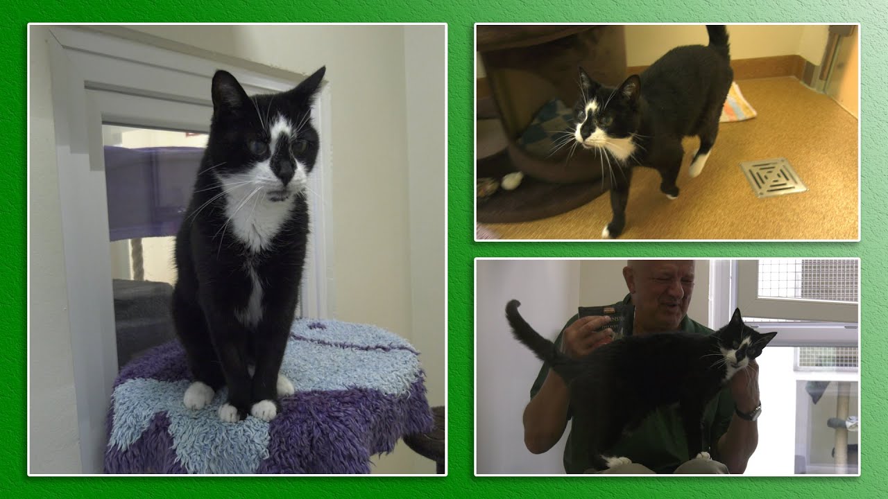Katzenvermittlung - September/Oktober 2021 (Tierheim Hannover TV)