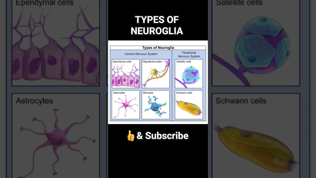 Types of Neuroglia? #neuroscience #human #physiology #anatomy