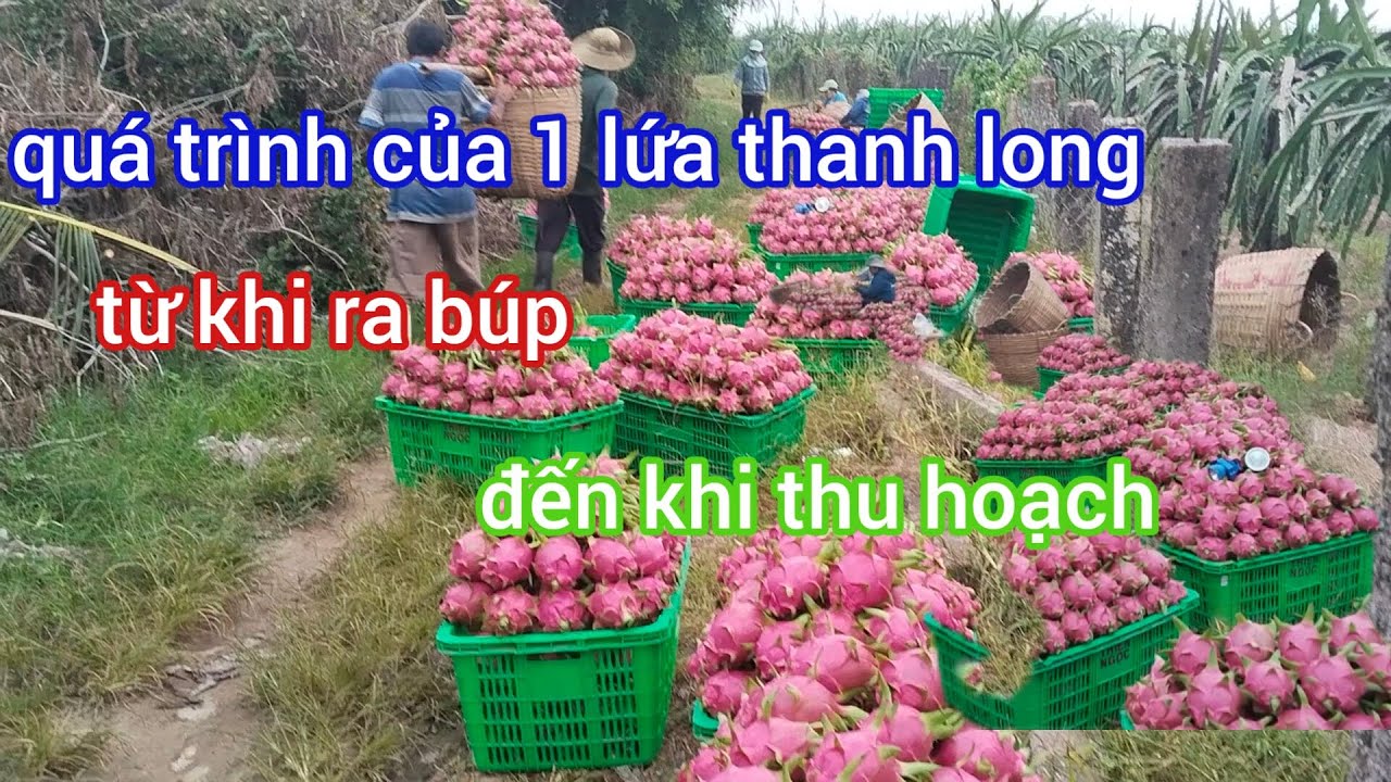 Đây là quá trình của 1 lứa thanh long do nông dân bình Thuận ghi lại 