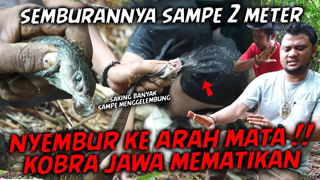 ULAR INI NYEMBURIN BISA KE ARAH MATA‼️KOBRA INI TETAP NYERANG PADAHAL SUDAH DITANGKAP