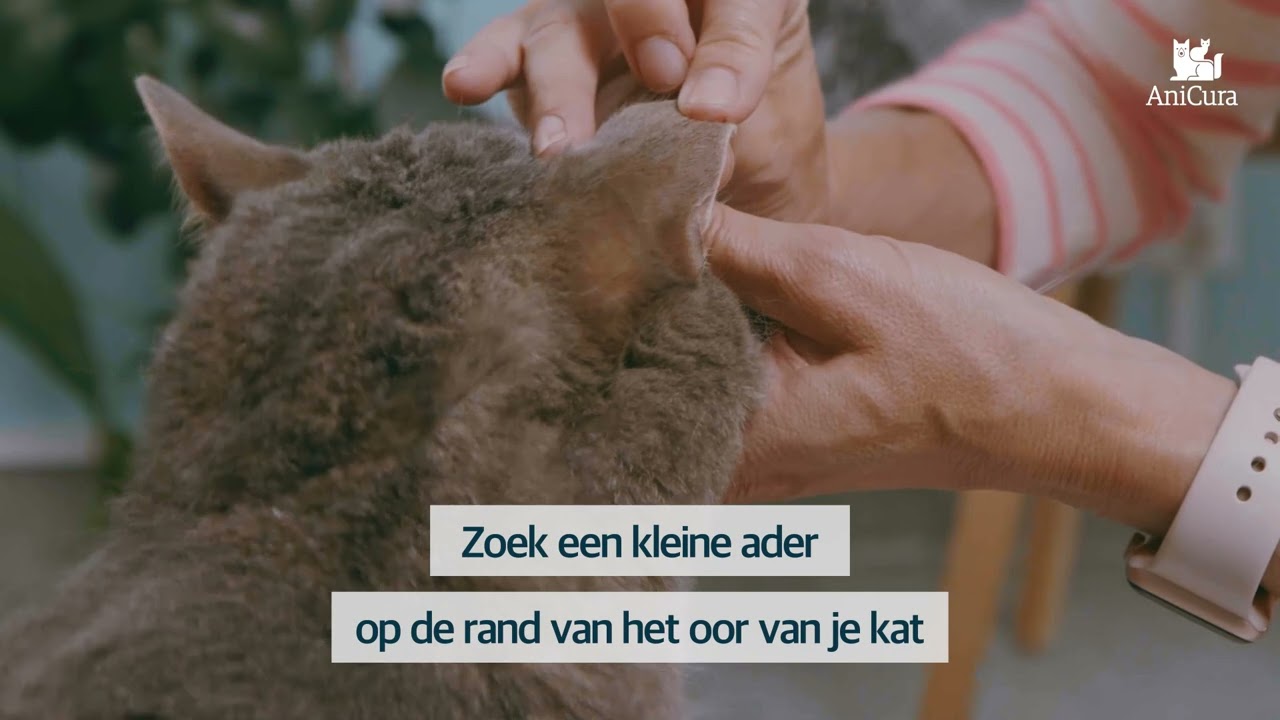 Glucose meten bij je kat - AniCura