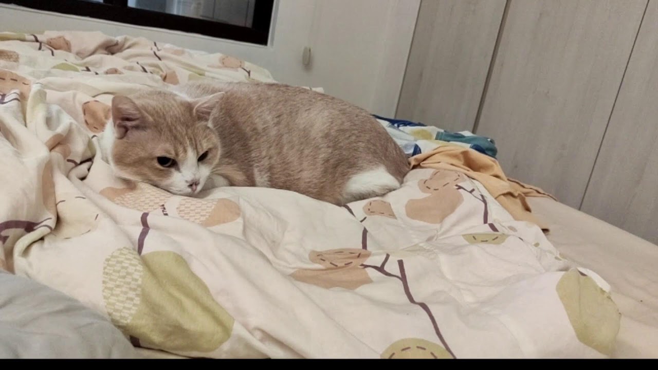 🐱🐱🐱 cat live stream 貓貓直播 猫のライブ