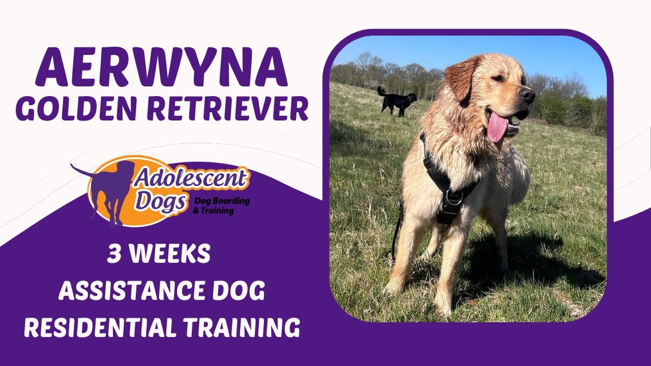 Aerwyna the Golden Retriever | 3 Weeks Assistance Dog Residential Training