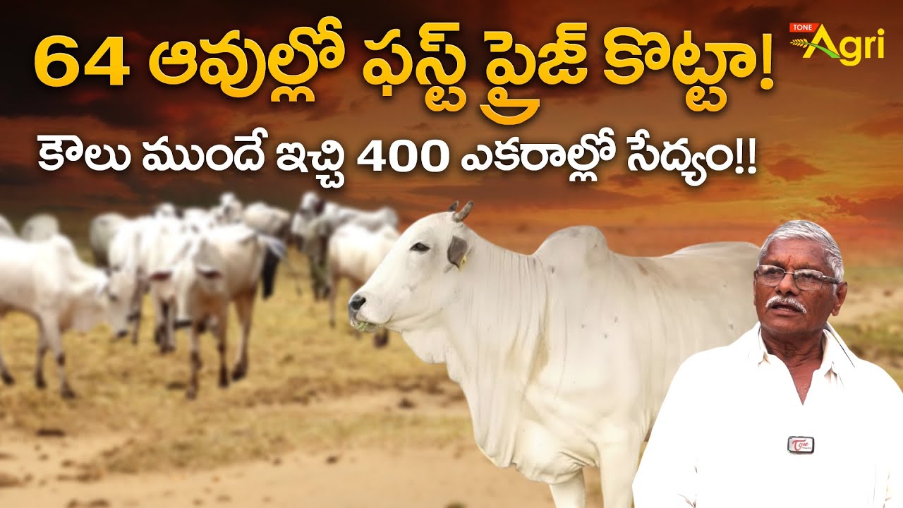 Cow Beauty Competition First Prize Winner | 64 ఆవుల్లో ఫస్ట్ ప్రైజ్ కొట్టా..! Tone Agri