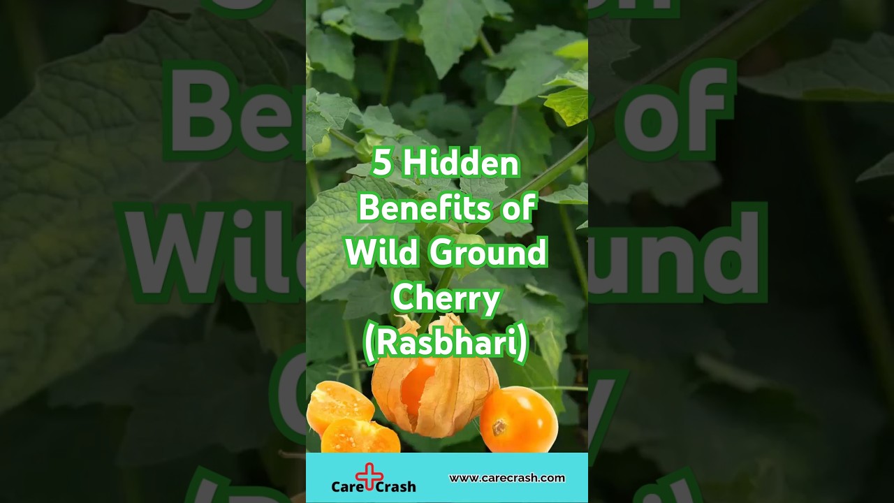 5 Hidden Benefits of Wild Ground Cherry (Rasbhari) | 