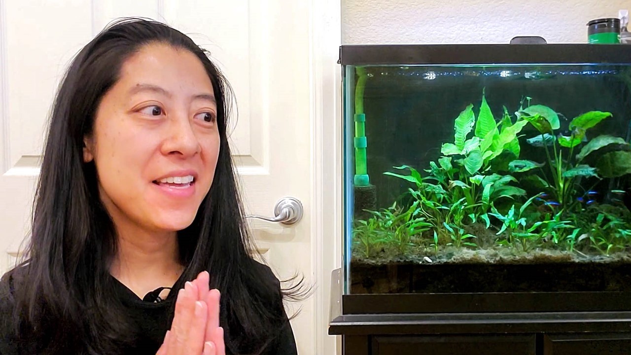 I Tried to Rescue my Neglected Aquarium&hellip;