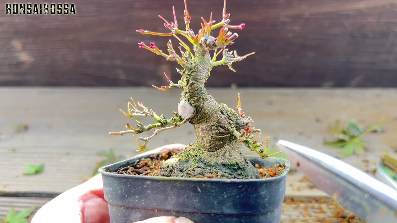 【YMJ】根接ぎがうまくいってるっぽい #盆栽 #bonsai