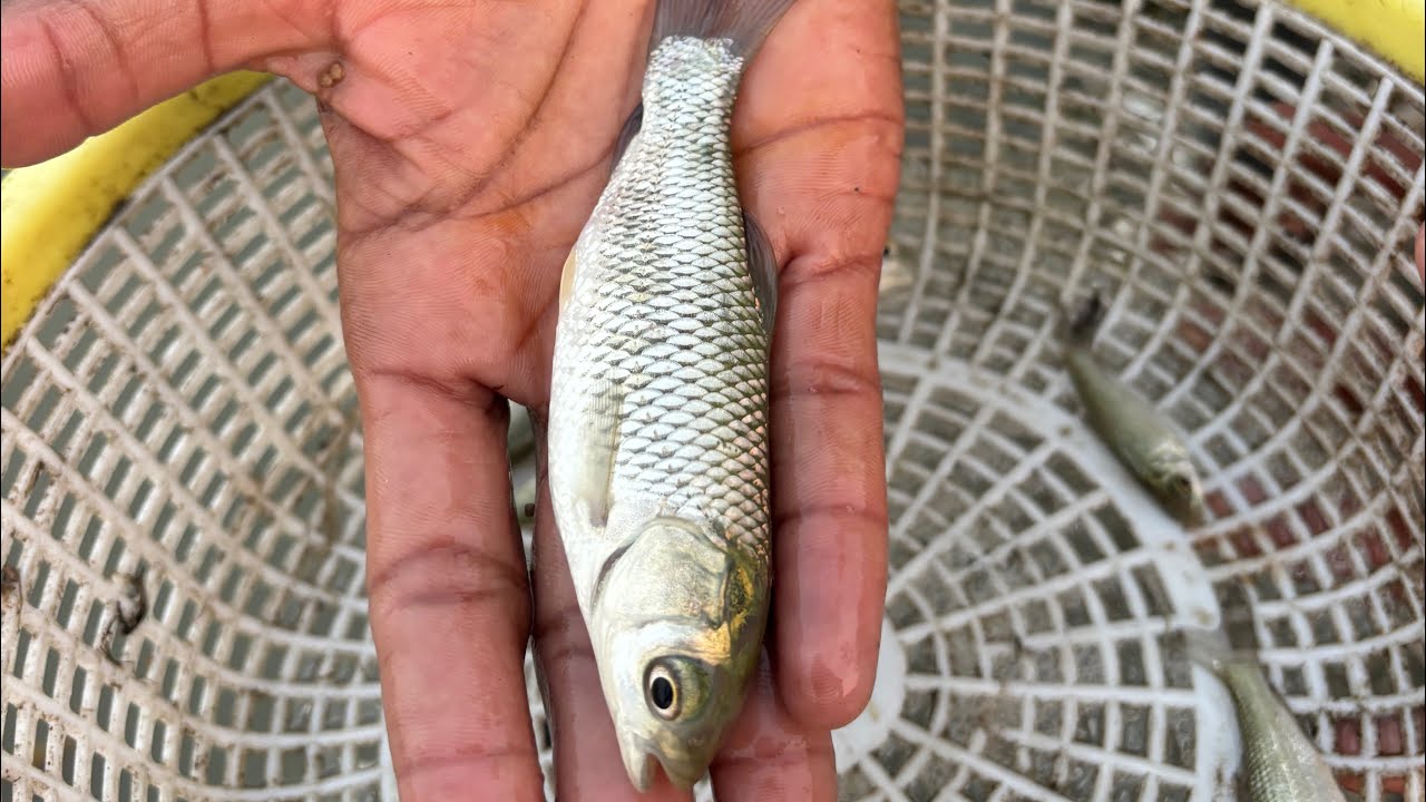 ￼Amazing 😻 fish 🐠 video || Machali kaise Karte h || fish video 
