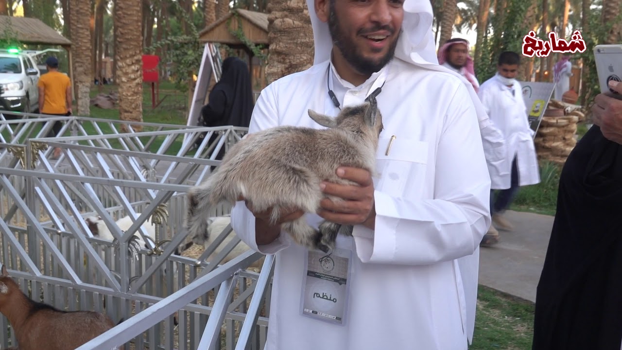 الملتقى السعودي  للماعز القزم بالقصيم (   الجزء الأول )