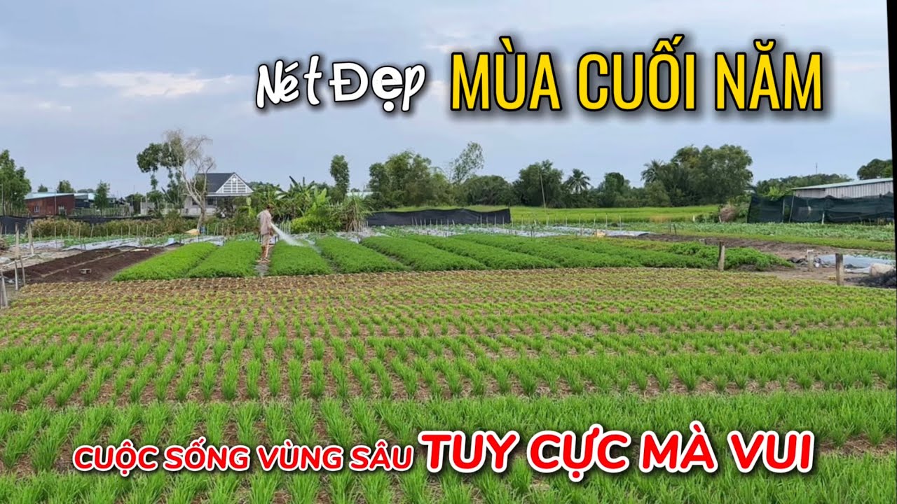 Cảnh Chiều Trên Khu Rẫy Cuối Năm | Đường Quê Bình Yên Thiếu Sự Rộn Ràng Nhộn Nhịp .
