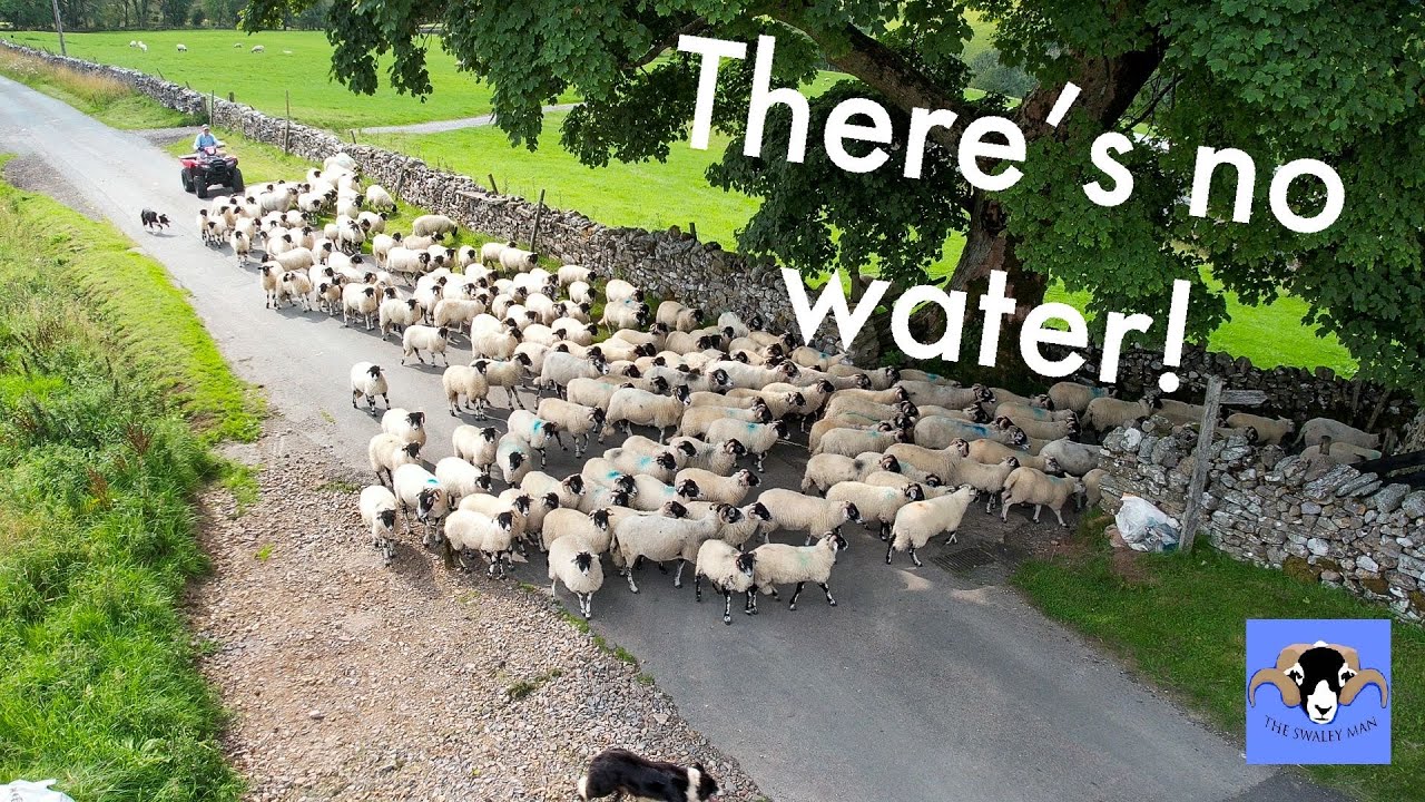Farming Life S2E58: We’ve Run Out Of Water! And injecting lambs.