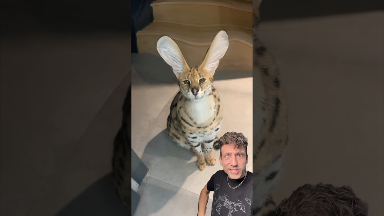 The Serval is CRAZY