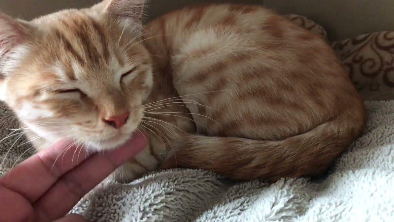My kitty is playing himself #kitten #play #cute 