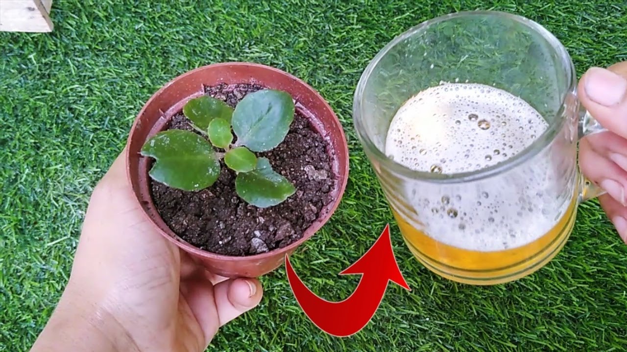 No Creerás lo que sucede en tus Plantas si le Echas Cerveza/ MUY POCOS LO SABEN