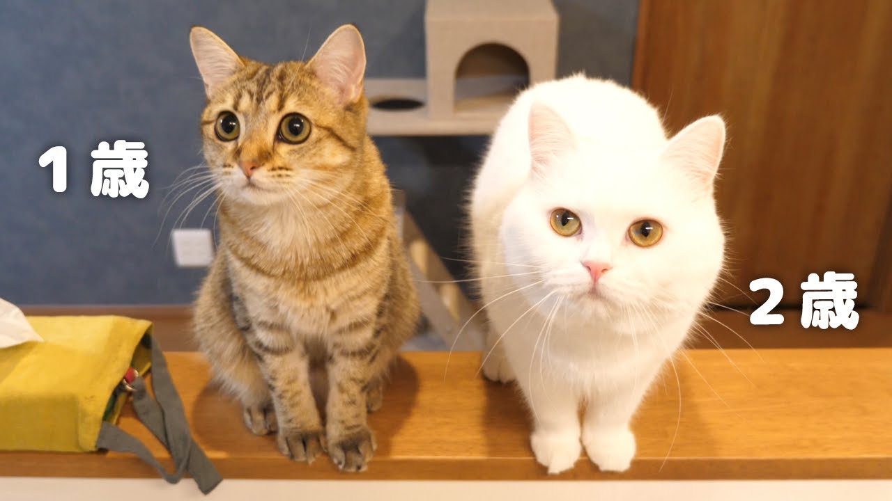 もっちり猫とほっそり猫どっちが重たい？