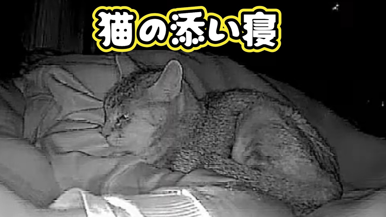 添い寝は大変にゃん