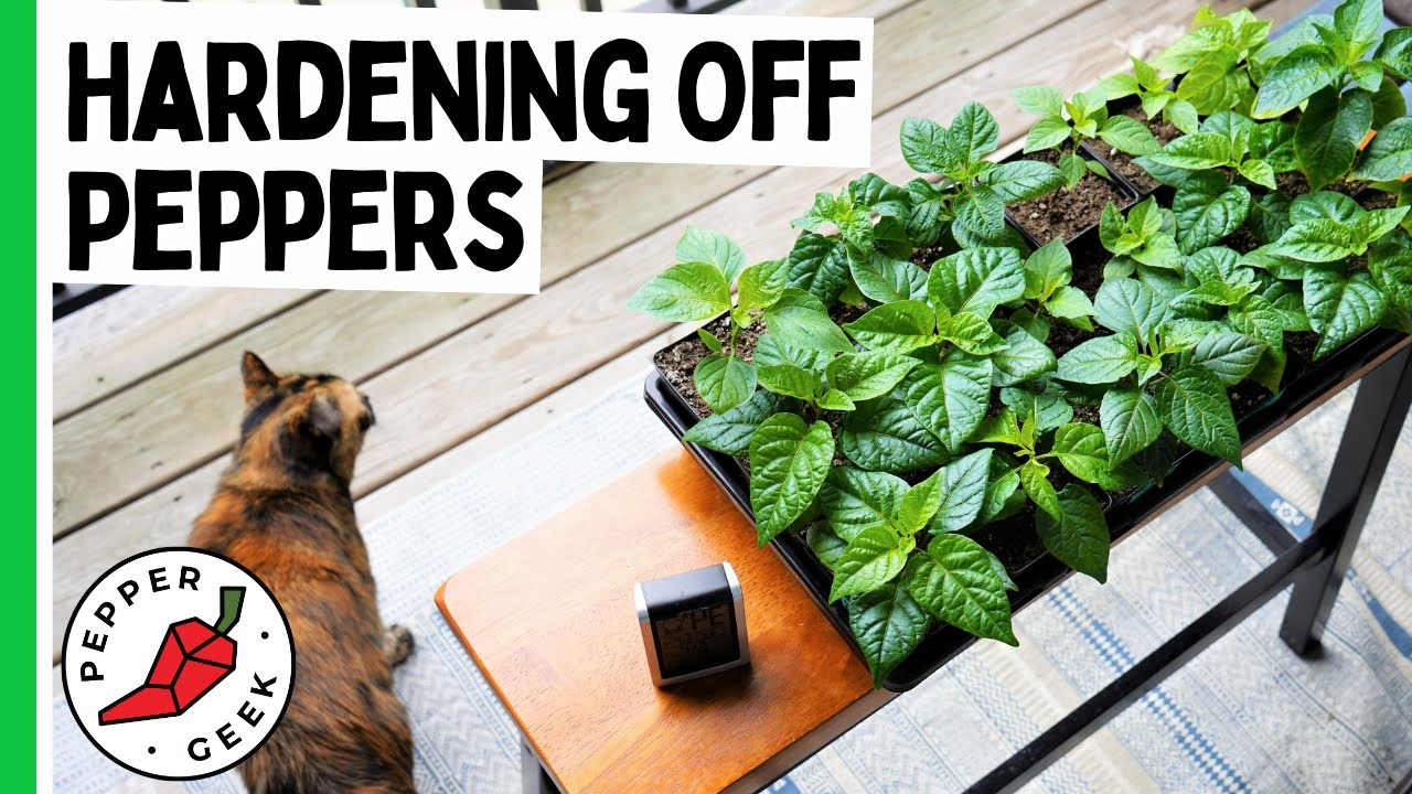 Пересадка перцев на улицу — советы по закалке растений — Pepper Geek