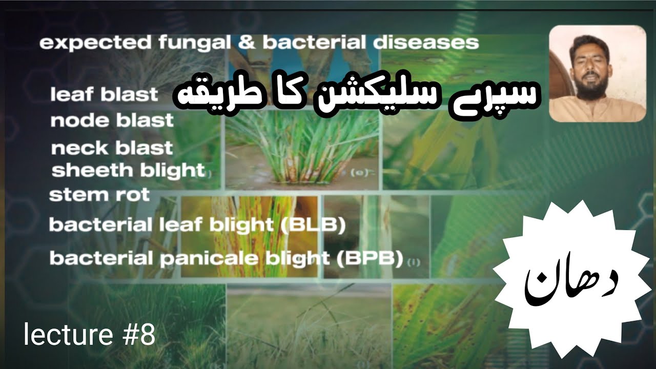 Diseases of rice crop and management: Disease and Fruit Management. blb in paddy.