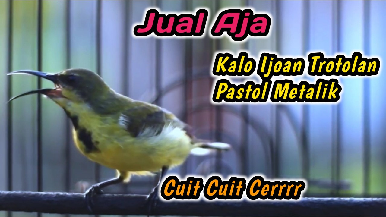 CUIT CUIT CERRR PANCINGAN PENGGACOR PALING JITU UNTUK SEMUA SOGON‼️HITUNGAN DETIK LANGSUNG GACORDOR