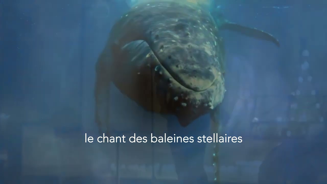 le chant des baleines stellaires [teaser 2] 🐳🐳🐳✨ - Ingrid Obled