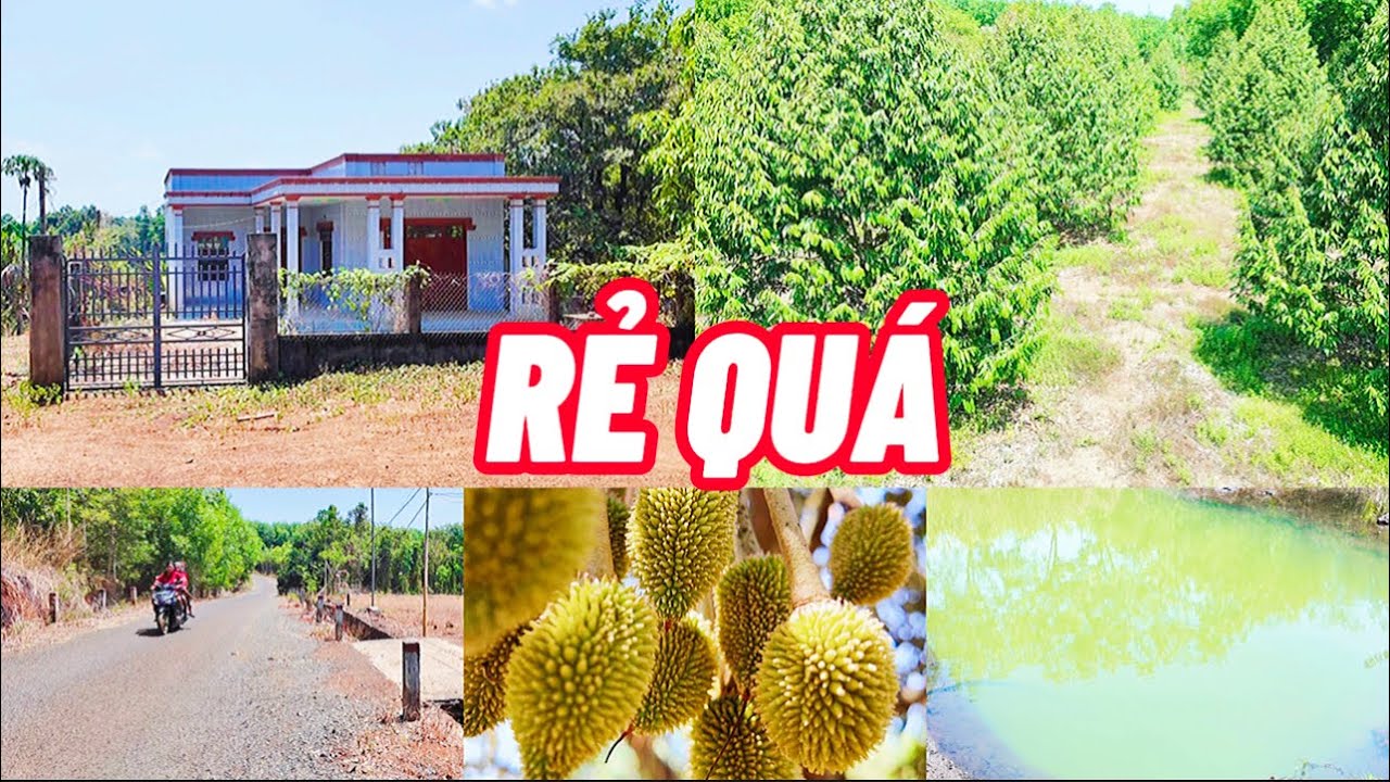 340 CHỒNG Đ Á G À! 1héc1 Nhà vườn sầu riêng cây 7năm thu chính 2ao cá đường nhựa oto đến nơi