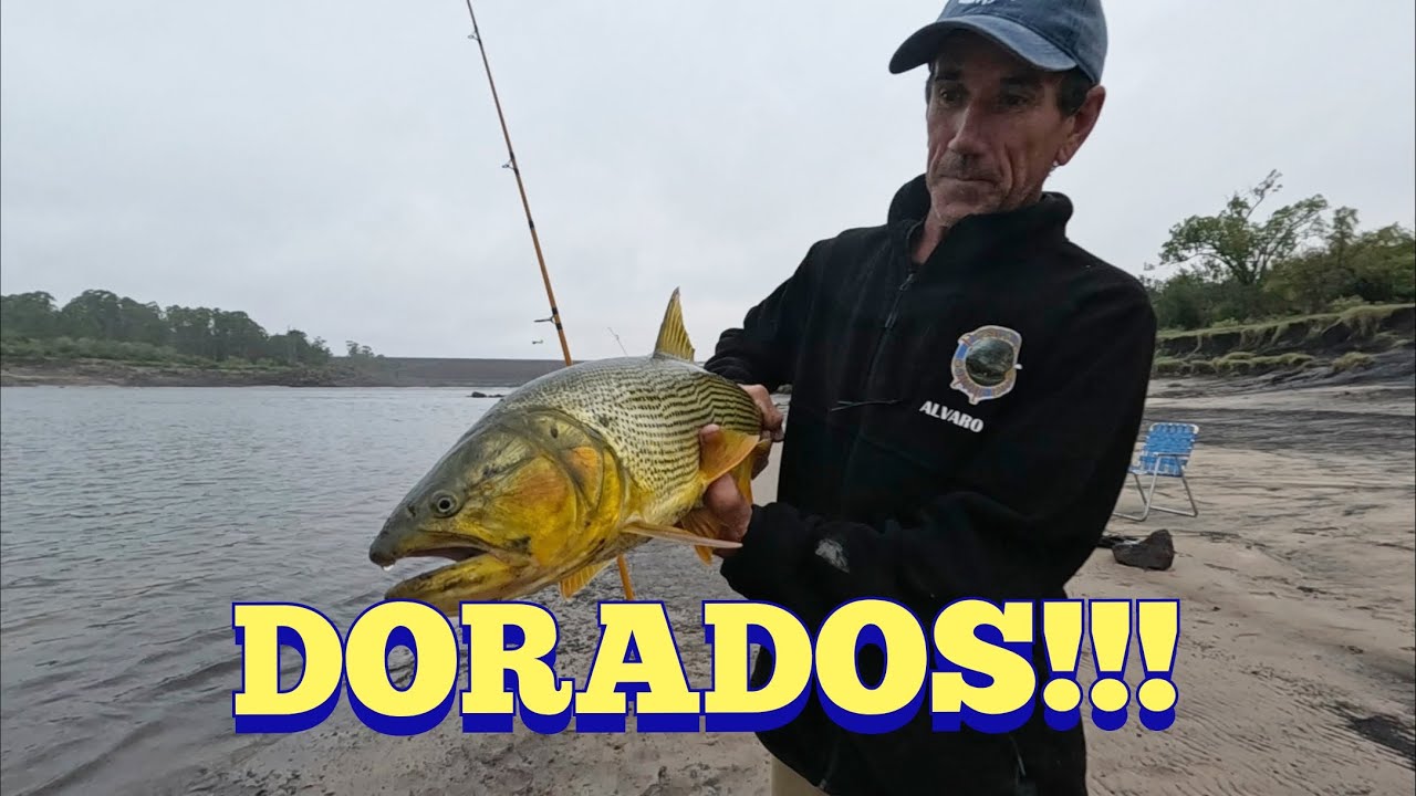 Dorados en la represa de Palmar