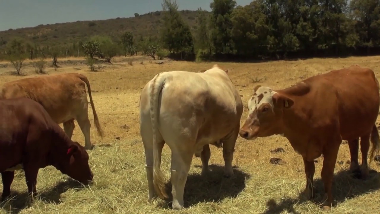 Programa 27-El ganado Beef Master y como obtener mayor rendimiento de carne